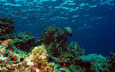 The Red Sea, Saudi Arabia